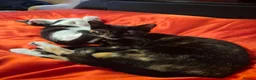 Mixed Breed cats for sale: Kittens for sale  in Leicester - Advert 3
