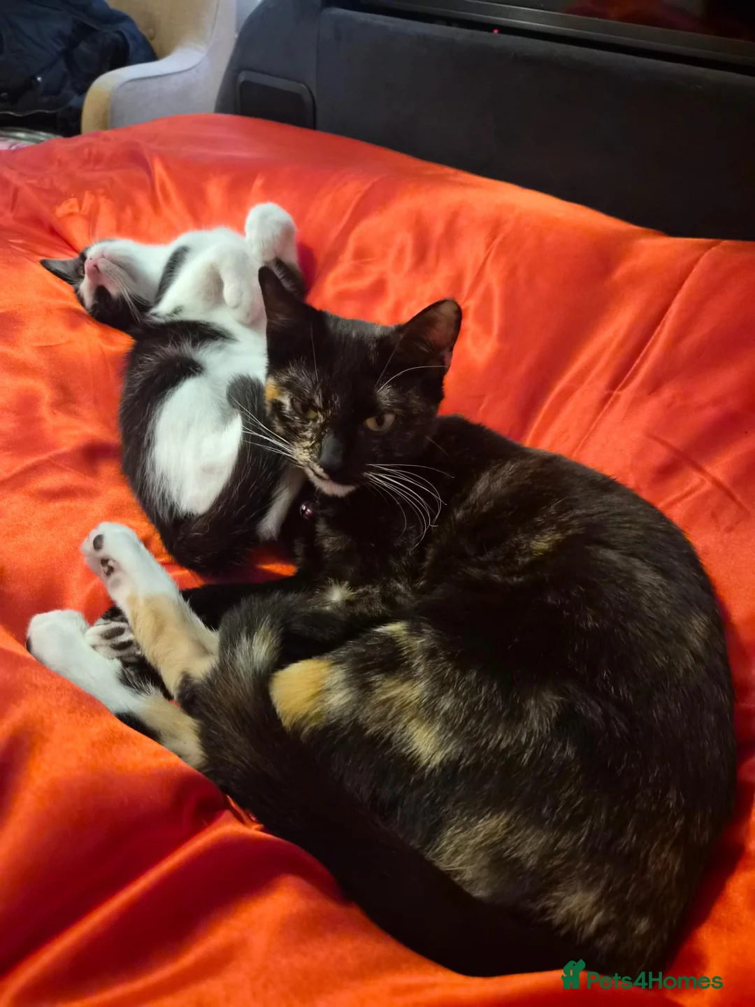 Mixed Breed cats for sale: Kittens for sale  in Leicester - Advert 3