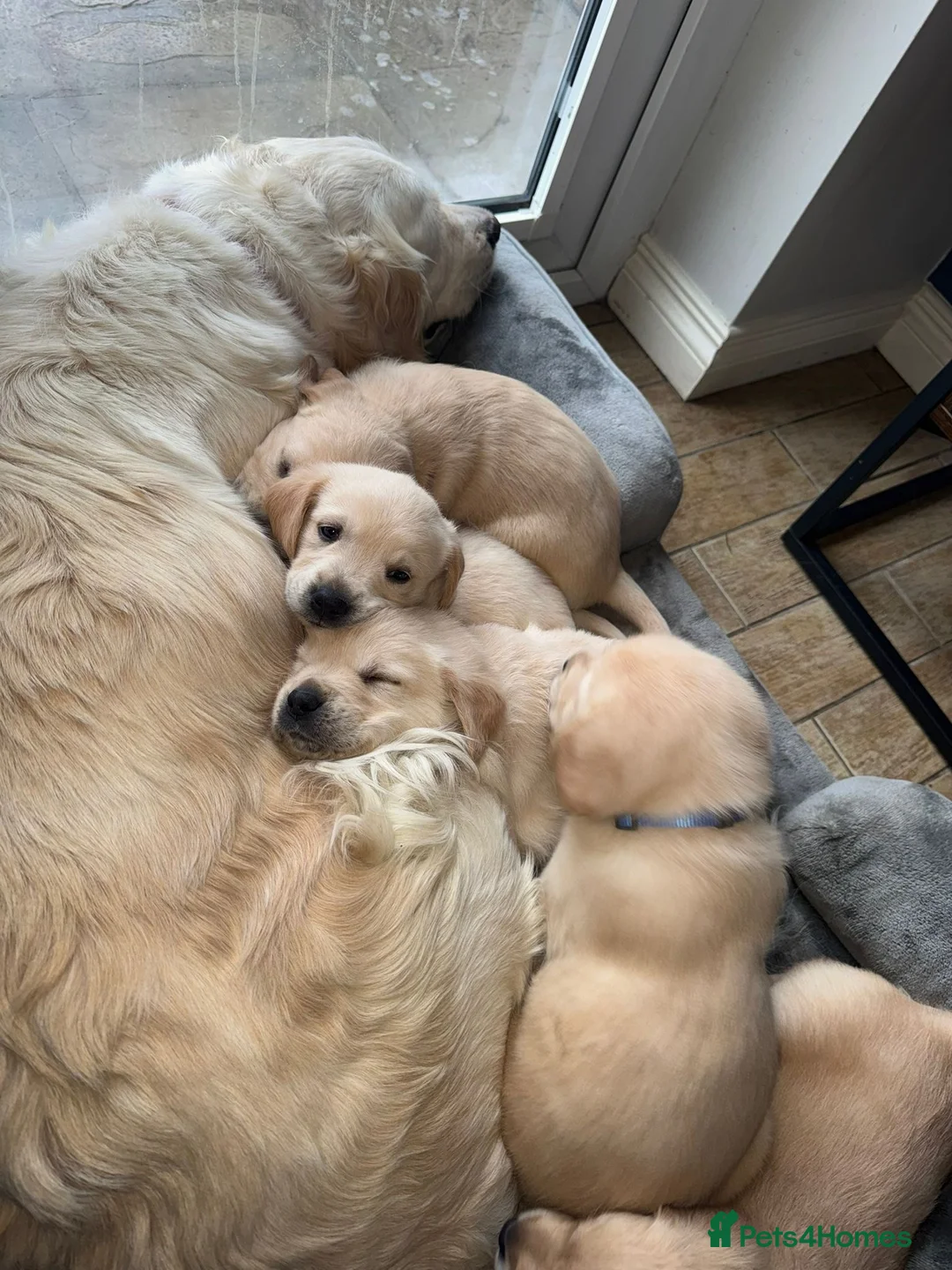 Goldador dogs for sale: Goldador Puppies – 7 Weeks Old 🐾 - Advert 4