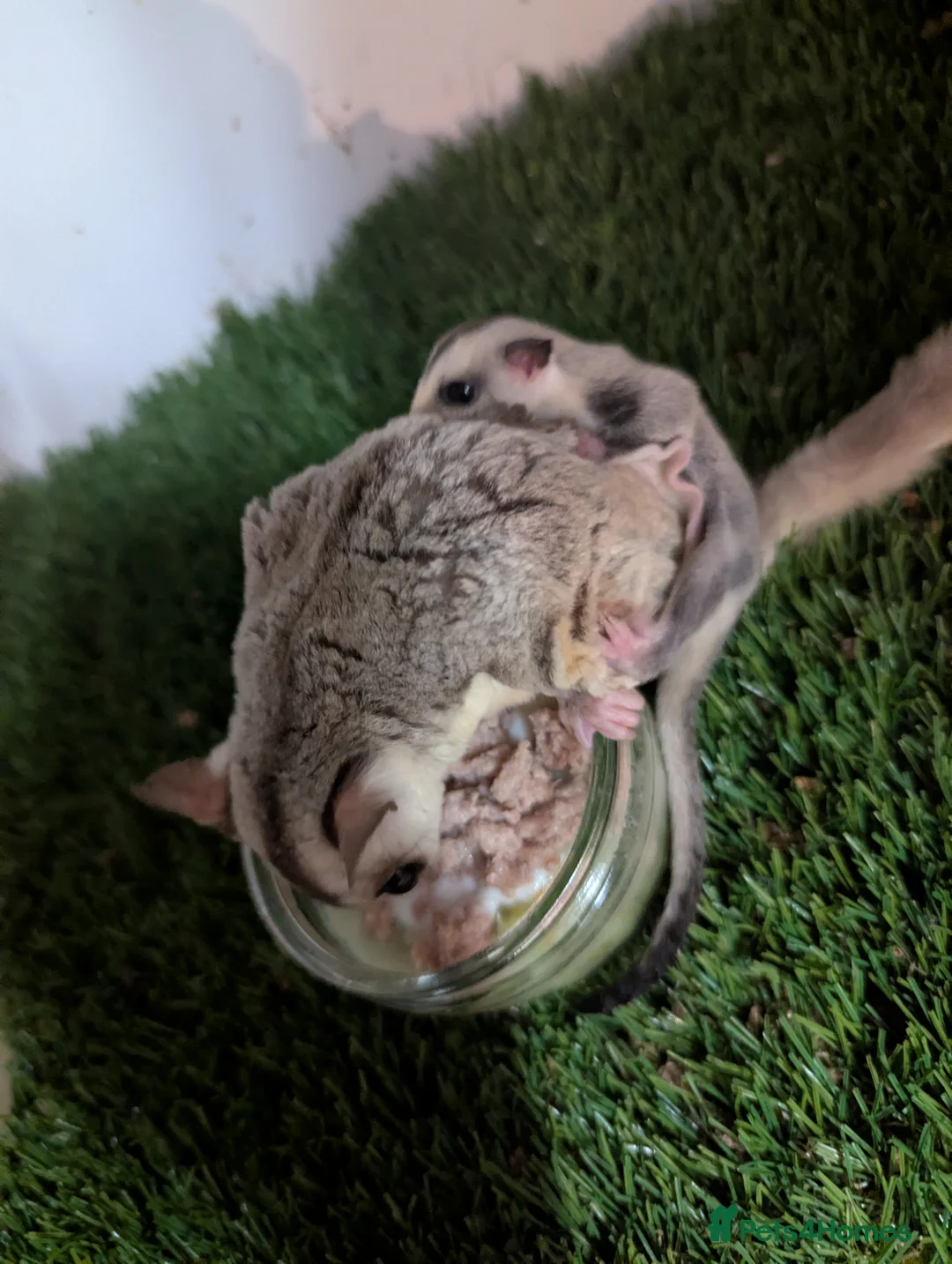 Mouse rodents for sale: Sugar Gliders. SOLD BUT MORE AVAILABLE SOON - Advert 5