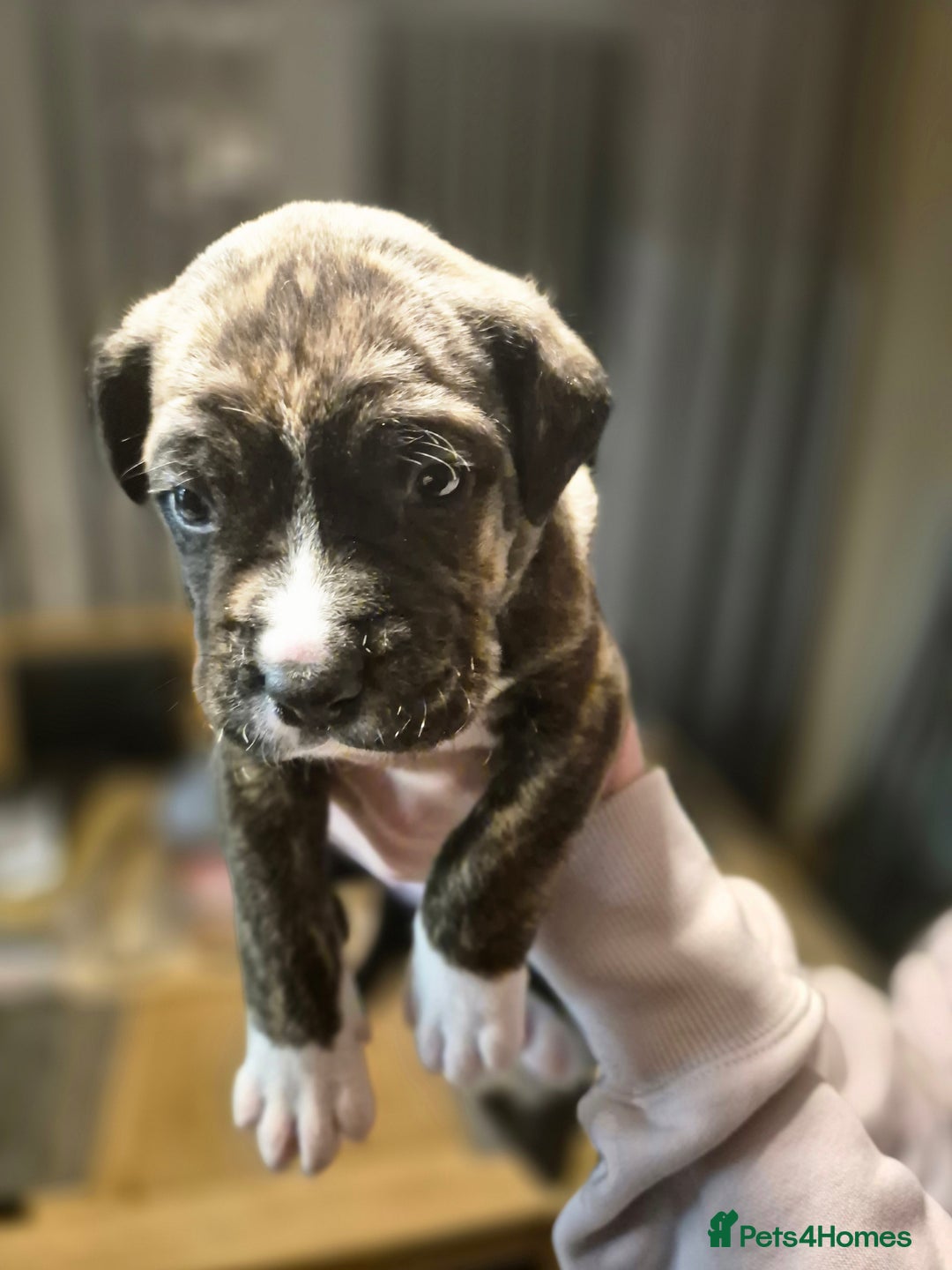 Cane Corso dogs for sale: Mum (3/4 cane corse) Dad (Full Cane corso)KANO - Advert 11