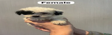 Shihpoo 6
