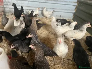Chickens poultry Pullets - Point of lay hens - Advert 7