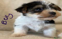 Biewer Terrier dogs for sale: Biewer terrier - Image 12