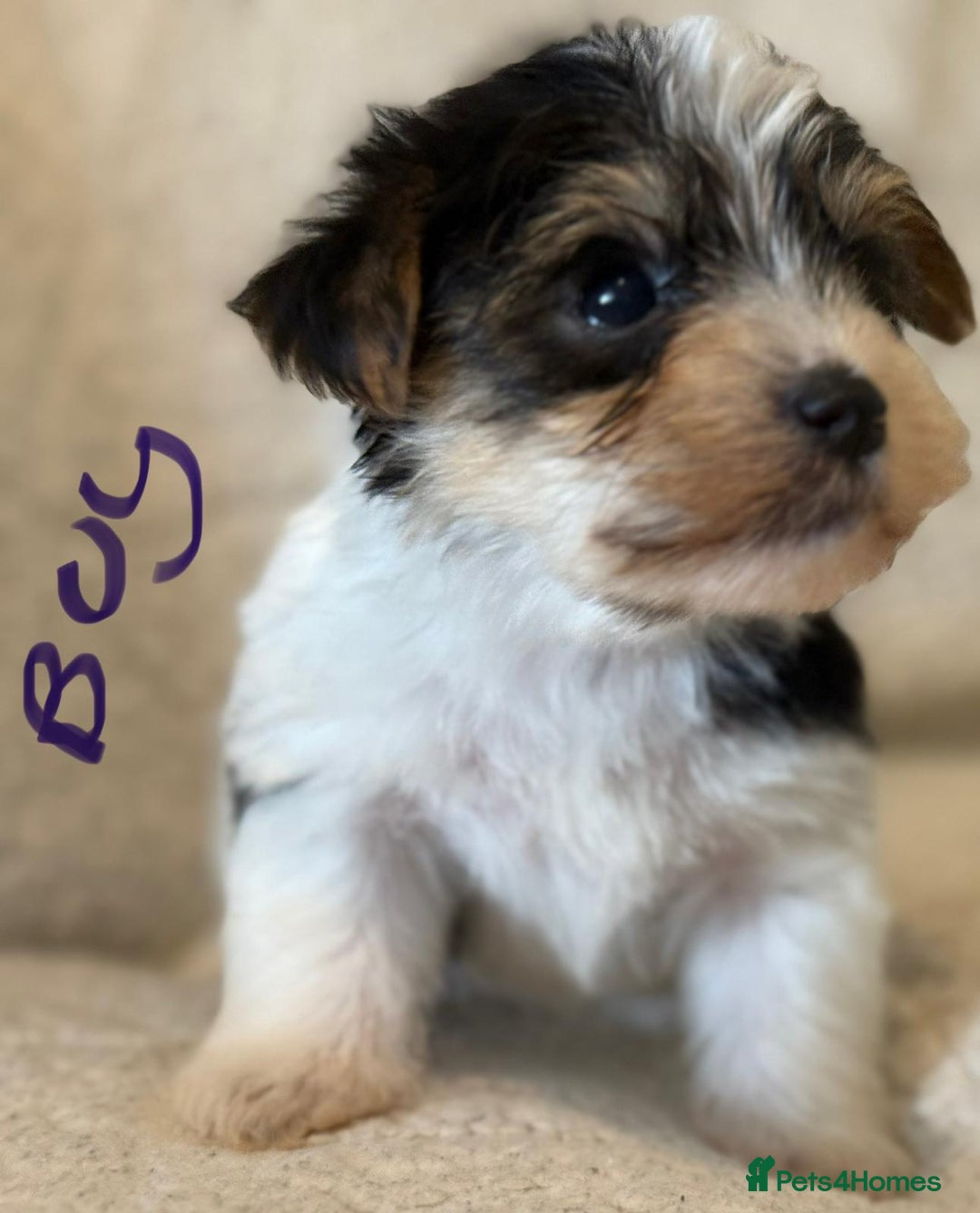 Biewer Terrier dogs for sale: Biewer terrier - Image 12
