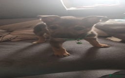 Mixed Breed dogs for sale: Gorgeous German shepherd x puppies  - Image 9