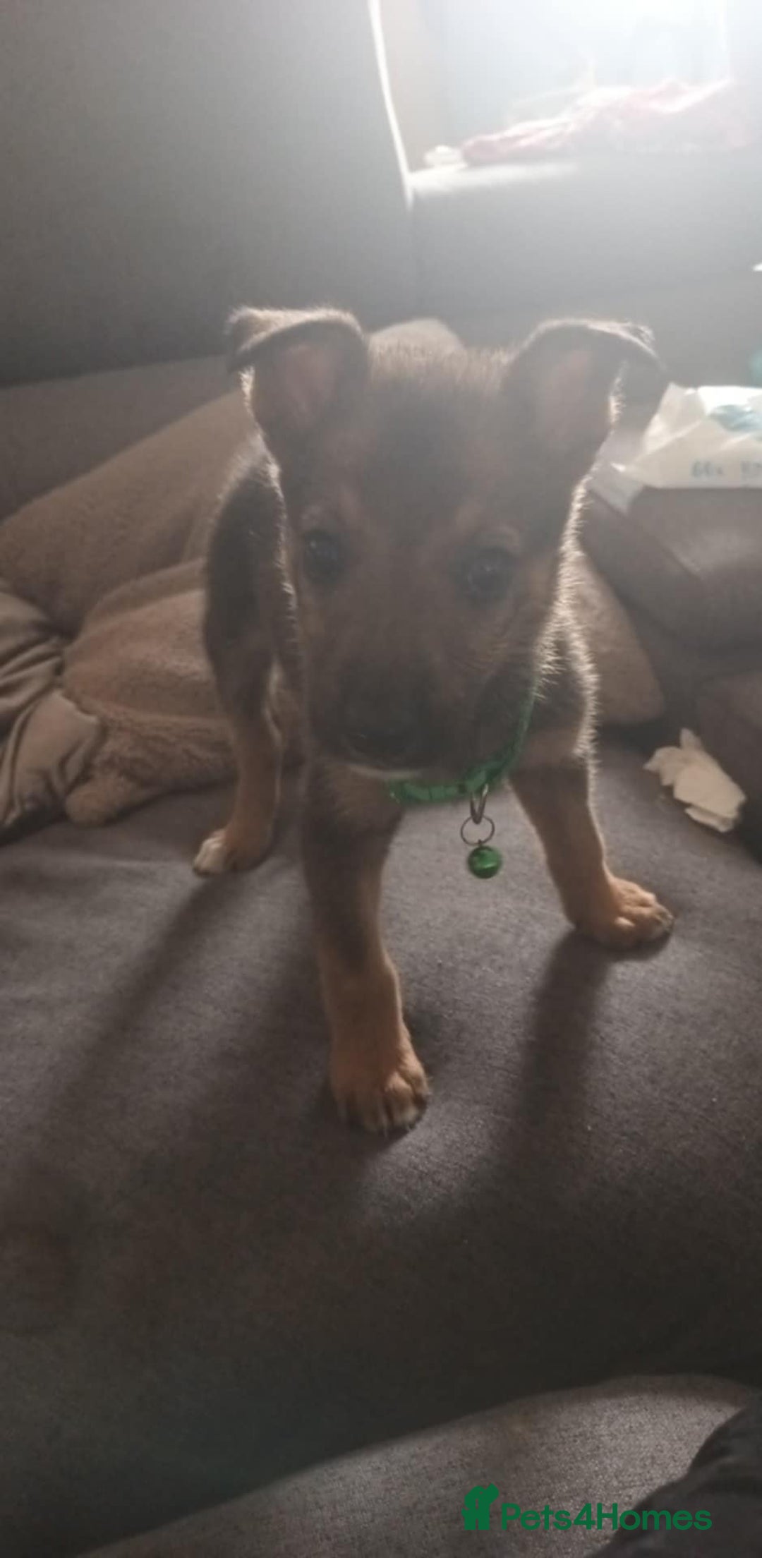 Mixed Breed dogs for sale: Gorgeous German shepherd x puppies  - Image 9