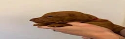Hungarian Vizsla dogs for sale: EXCEPTIONAL HUNGARIAN VIZSLA PUPPIES in Sleaford - Advert 8