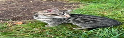 Mixed Breed cats for sale: Silver tabby kittens in Liskeard - Advert 4