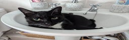 Domestic Shorthair cats for sale: 8 year old black and white male  - Advert 7