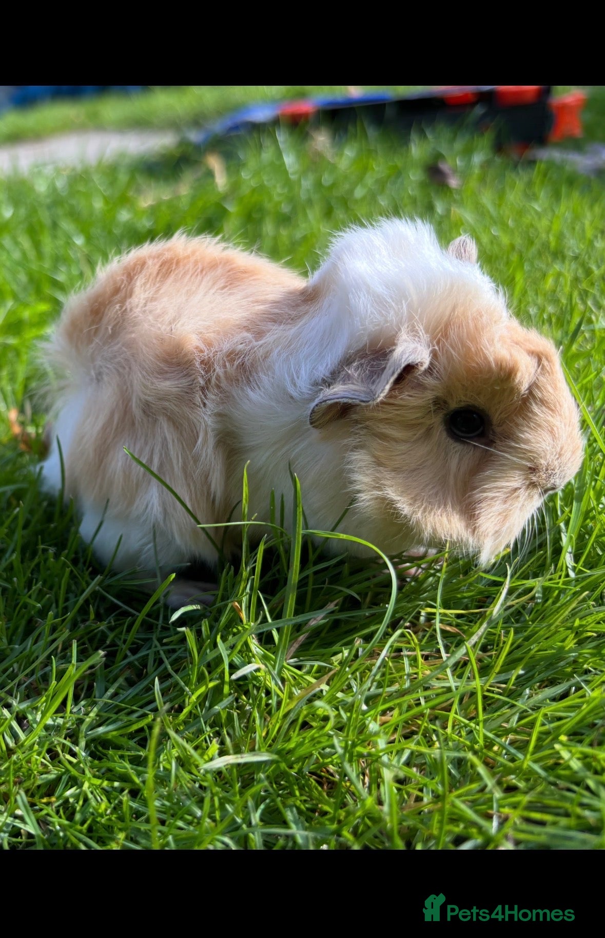 Guinea Pig rodents Last 3 Peruvian Silkie guineapigs very fluffy  - Advert 4