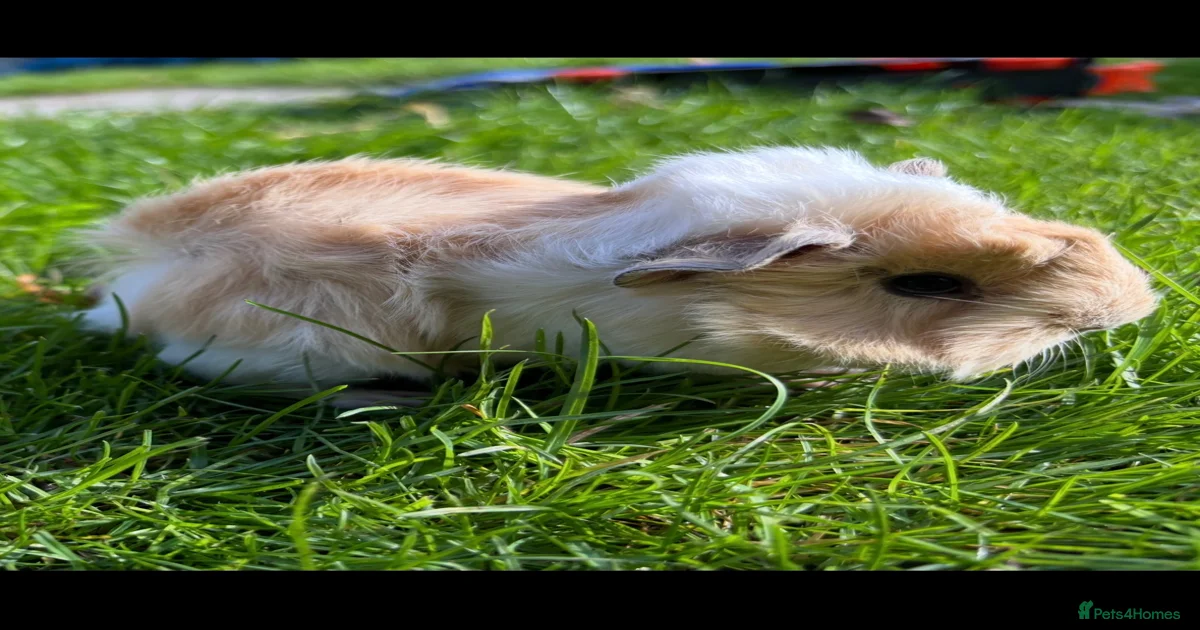 All white Guinea Pig Rodents for sale | Pets4Homes