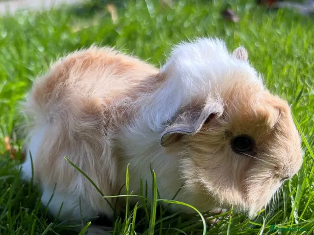 Guinea Pig rodents Last 3 Peruvian Silkie guineapigs very fluffy - Advert 4