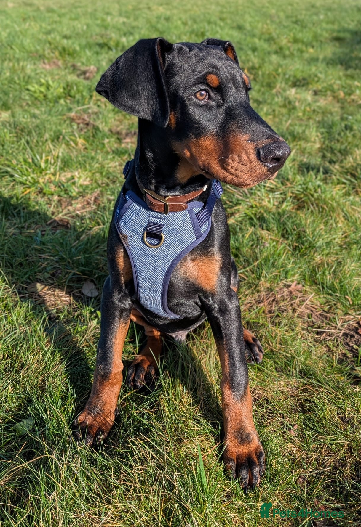 Dobermann dogs Doberman male  - Advert 1