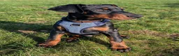 Dobermann dogs for sale: Doberman male  - Advert 1