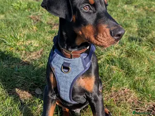 Dobermann dogs Doberman male - Advert 1