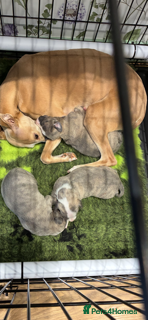 Whippet dogs Two exceptional kc registered pups available  - Advert 2