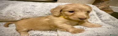  Puppy 3 yellow 