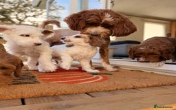 Australian Labradoodle dogs for sale: 🐶READY FOR NEW 🏡 Pure Australian Labradoodle  - Image 3