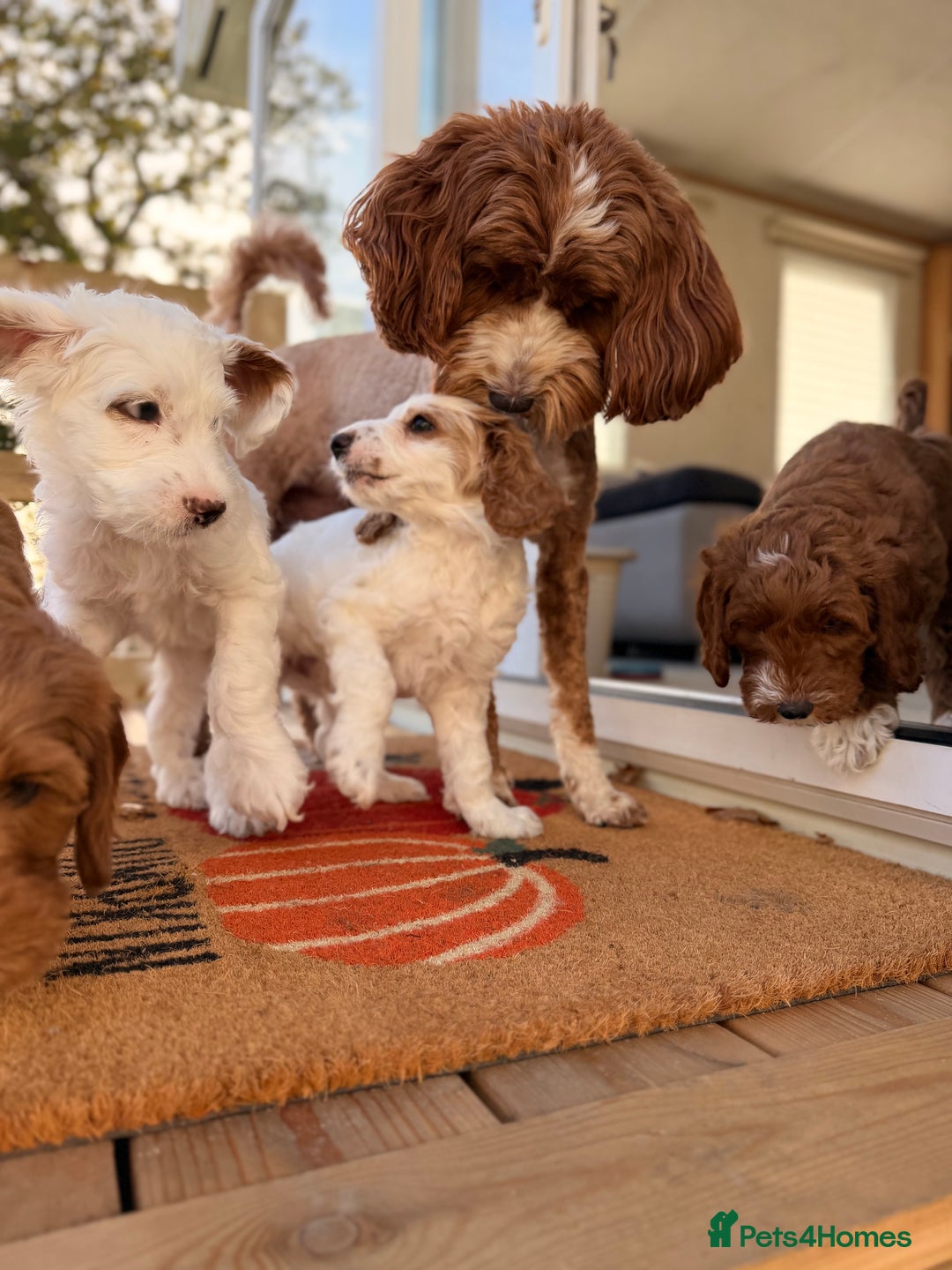 Australian Labradoodle dogs for sale: 🐶READY FOR NEW 🏡 Pure Australian Labradoodle  - Image 3