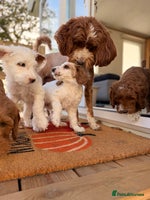 Australian Labradoodle dogs - Advert 2
