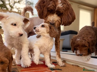 Australian Labradoodle dogs - Advert 5