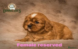 Cavalier King Charles Spaniel dogs for sale: Donna Jays old school type cavalier King Charles  - Image 12