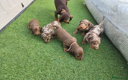 Dachshund dogs for sale: Miniature dauchaund  - Image 7