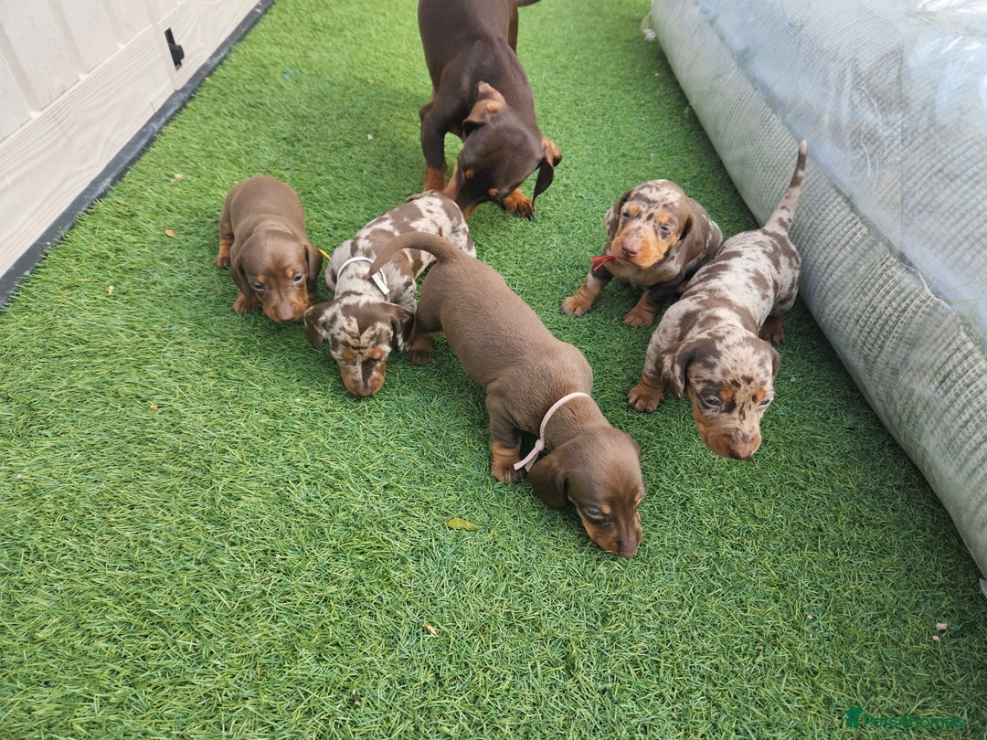Dachshund dogs for sale: Miniature dauchaund  - Image 7