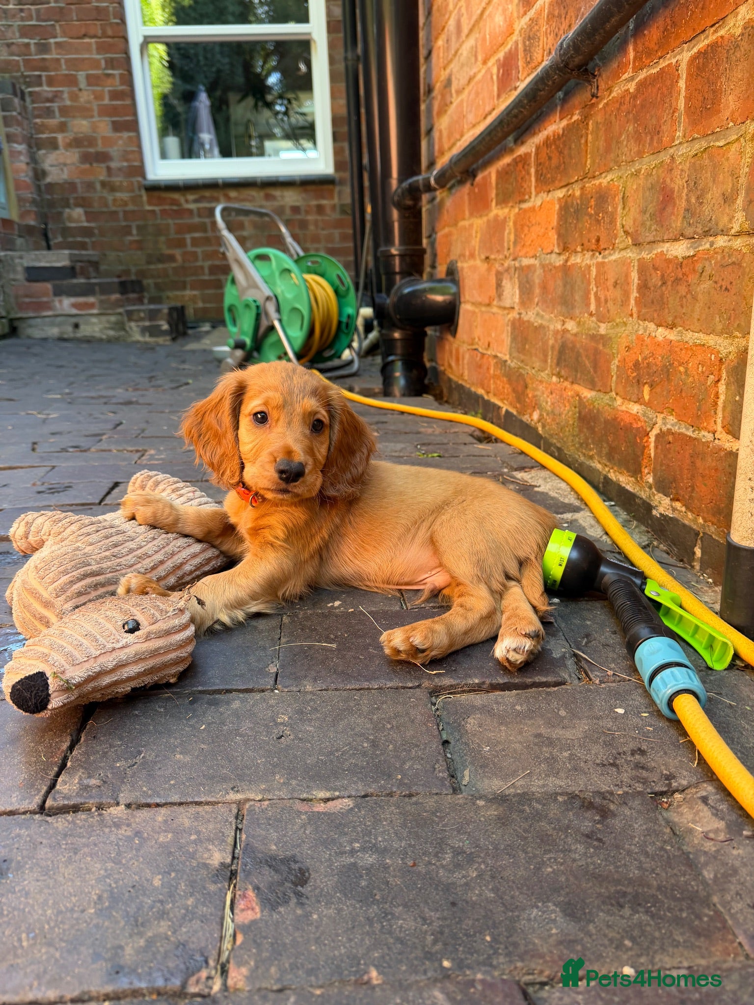 Cocker Spaniel dogs Male Cocker Spaniel Pup - Advert 12