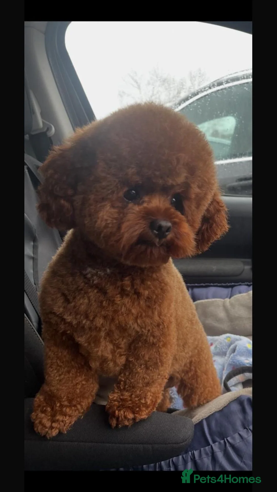 Maltipoo dogs for sale: Extensively DNA clear Maltipoo  - Advert 5