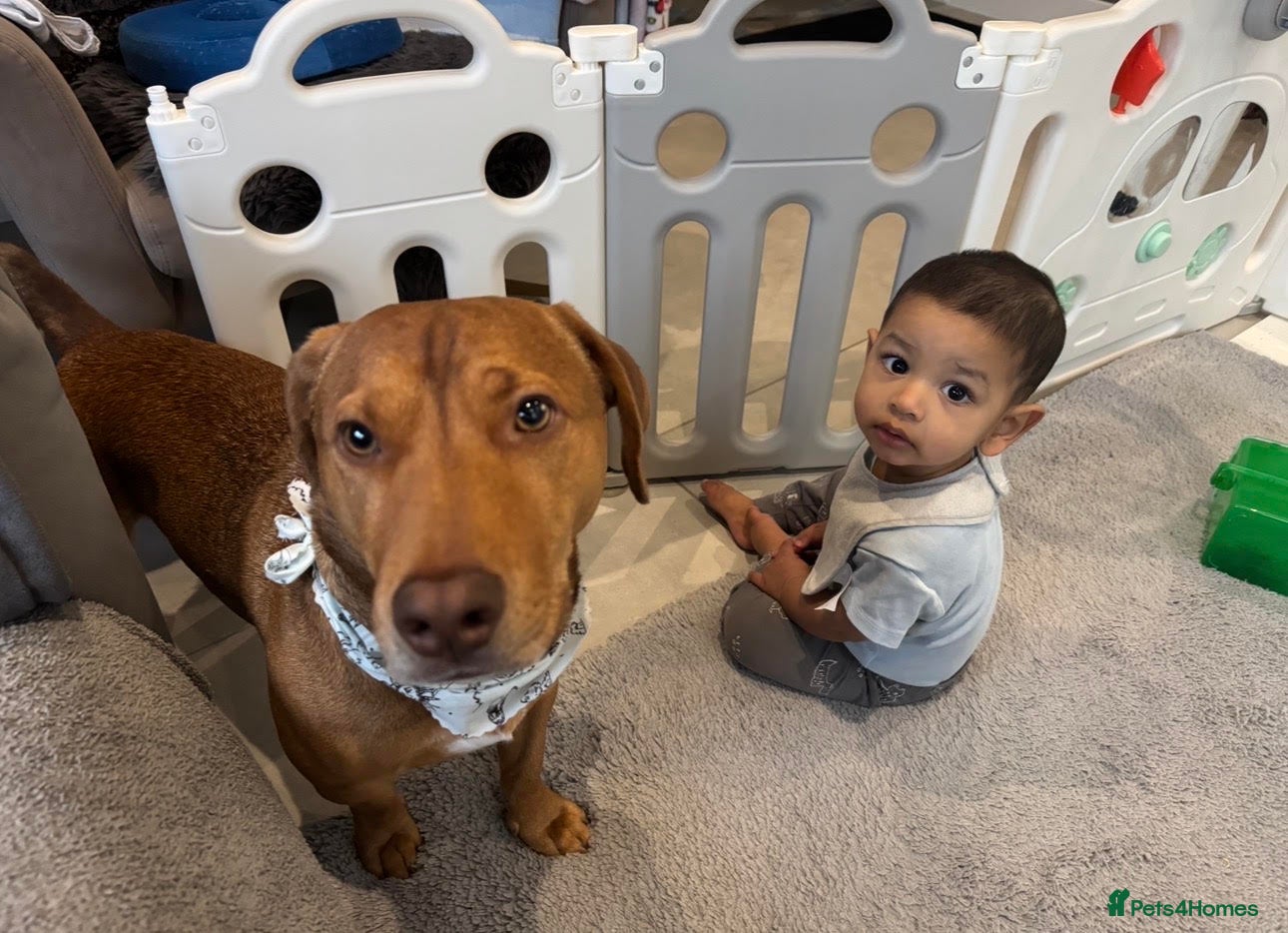 Mixed Breed dogs for adoption: Awesome Oso - Advert 3