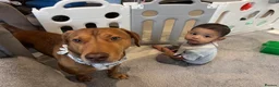 Mixed Breed dogs for adoption: Awesome Oso - Advert 1