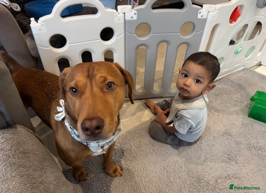 Mixed Breed dogs for adoption: Awesome Oso - Advert 1