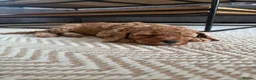 Mixed Breed dogs for sale: Beautiful Golden Cavadoodle Puppies for Sale. - Advert 5