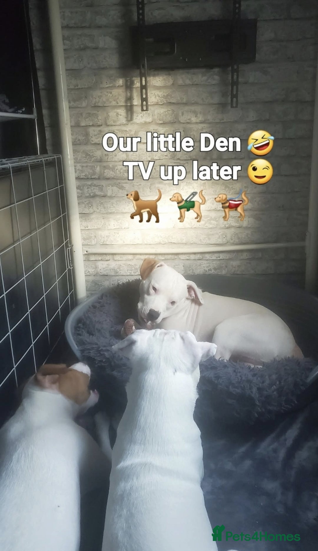 Staffordshire Bull Terrier dogs for sale: Two peas in a pod, staffys must go together  - Advert 4