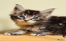 Maine Coon cats for sale: Beautiful pure bred Maine Coon kittens - Image 7