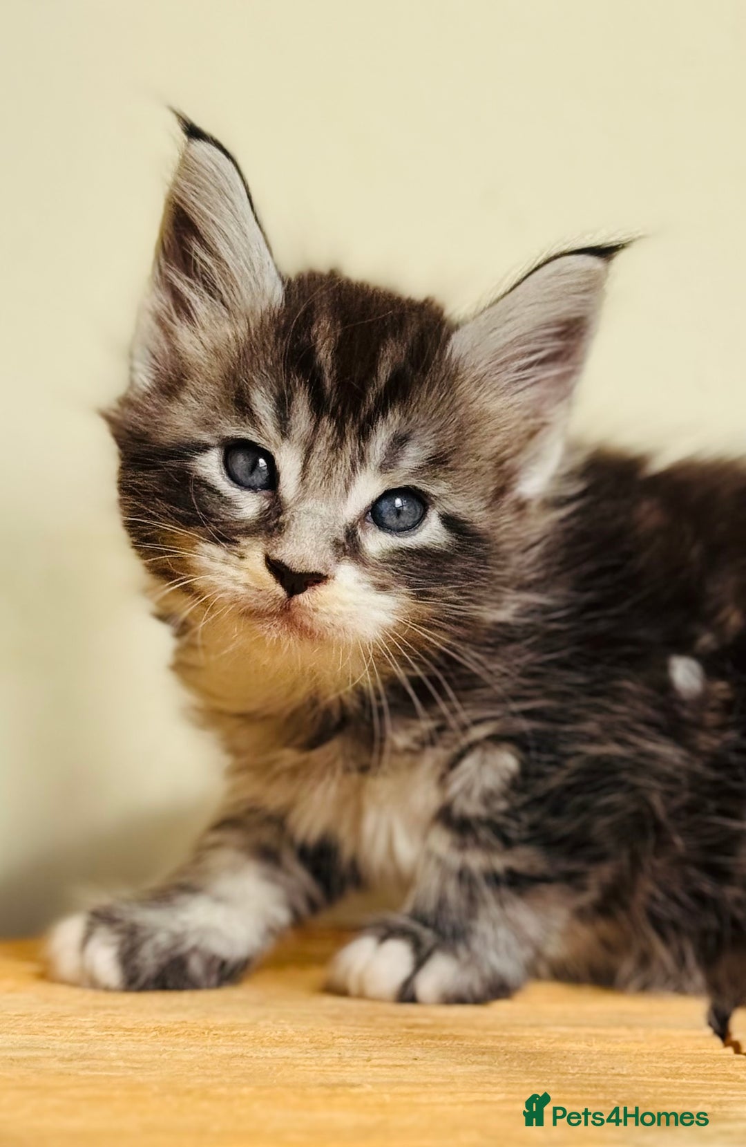 Maine Coon cats for sale: Beautiful pure bred Maine Coon kittens - Image 7