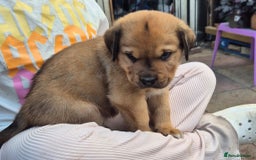 Mixed Breed dogs for sale: F4 STAFFWEILERS - Image 8