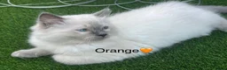 Ragdoll cats for sale: 🩷1 gorgeous bluepoint ragdoll girl left!!🩷 - Advert 8