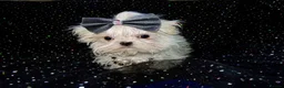 Maltese dogs for sale: ****Exquisite KC Registered Maltese Boy Puppy****  - Advert 22
