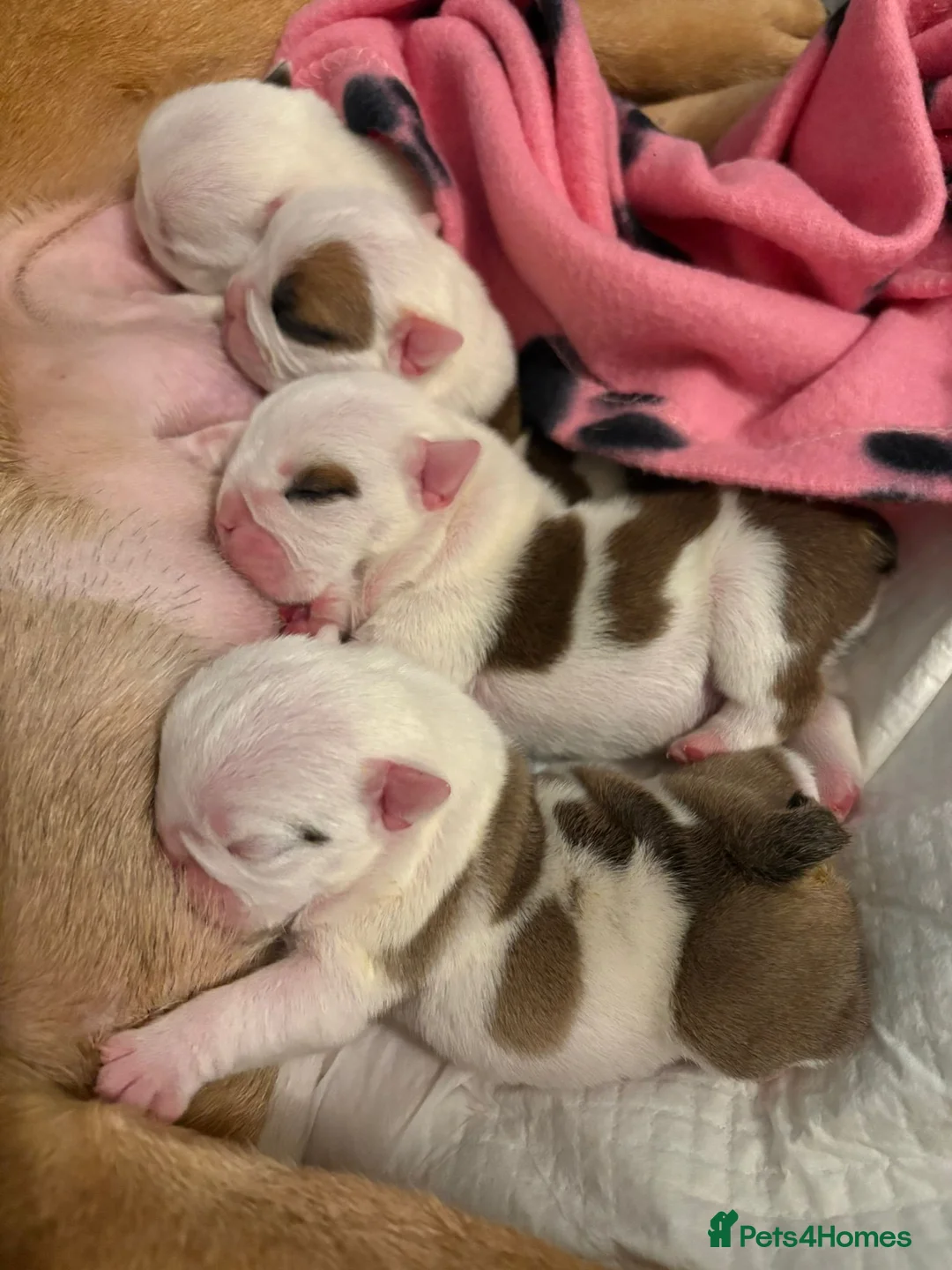 English Bulldog dogs for stud: The Stud Choice That Shapes the Whole Journey - Advert 2