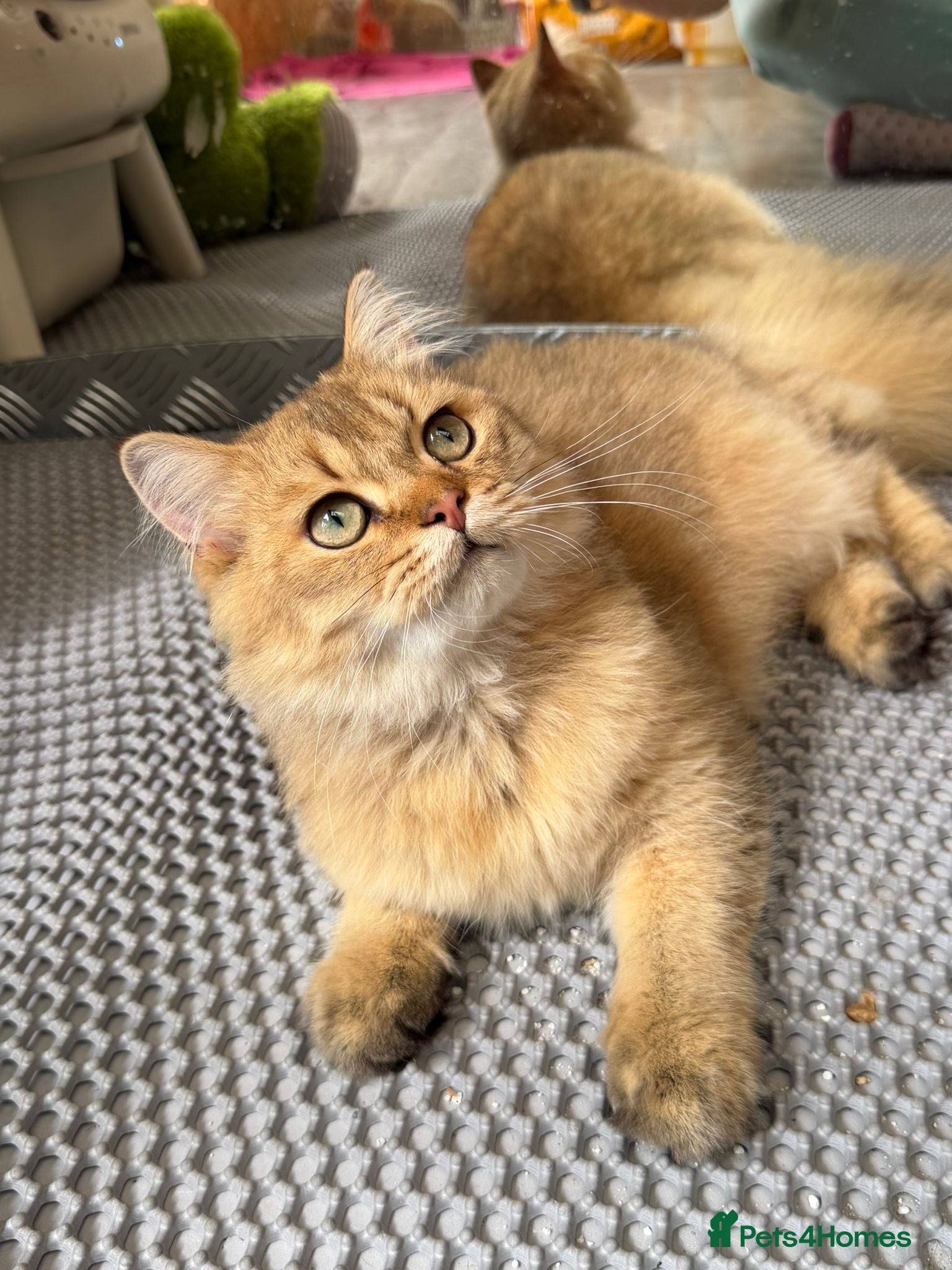 British Longhair cats ✨TICA REGISTERED GOLDEN LONGHAIR KITTENS✨ - Advert 10
