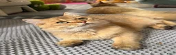 British Longhair cats for sale: ✨TICA REGISTERED GOLDEN LONGHAIR KITTENS✨ - Advert 1