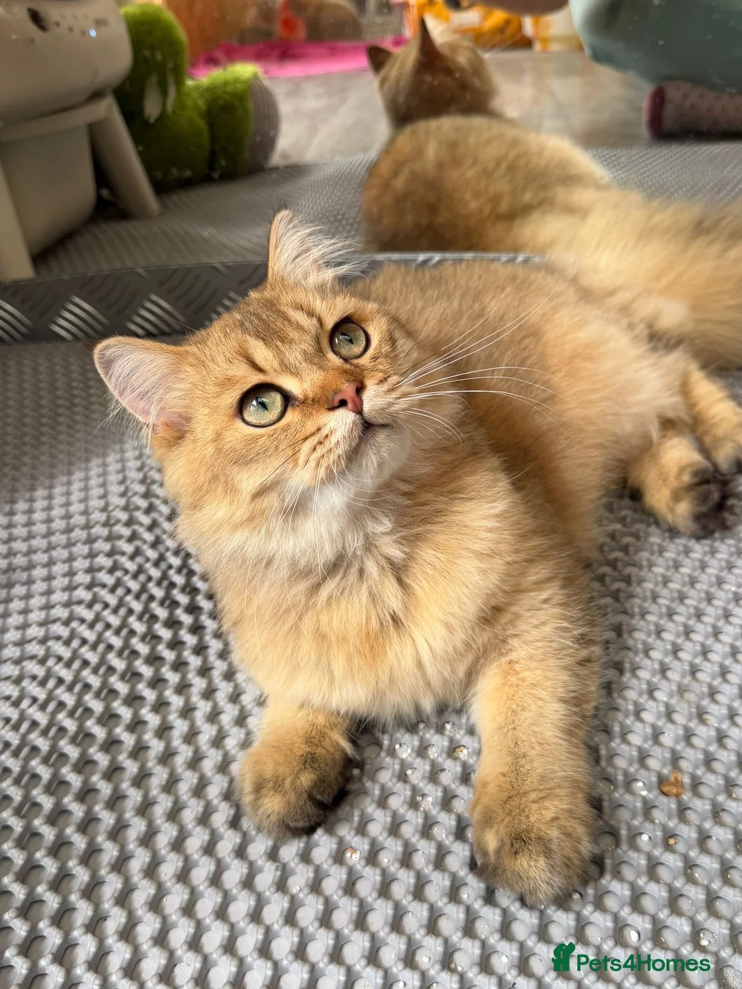 British Longhair cats for sale: ✨TICA REGISTERED GOLDEN LONGHAIR KITTENS✨ - Advert 1