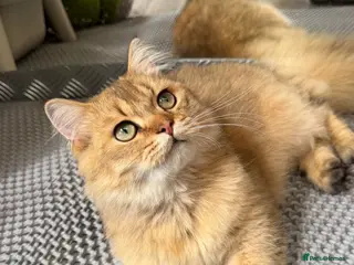 British Longhair cats ✨TICA REGISTERED GOLDEN LONGHAIR KITTENS✨ - Advert 4