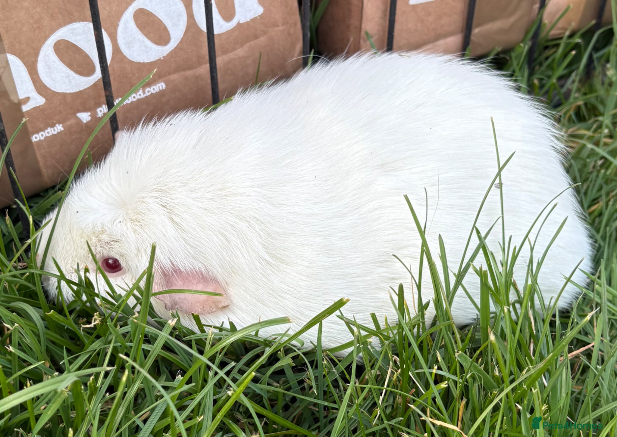 Guinea Pig rodents Adult male guinea pigs - Advert 17