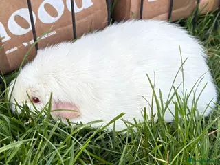 Guinea Pig rodents Adult male guinea pigs - Advert 17