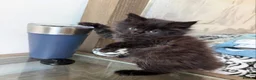 Maine Coon cats for sale: 4 remaining kittens - Maincoons pure breed  - Advert 3