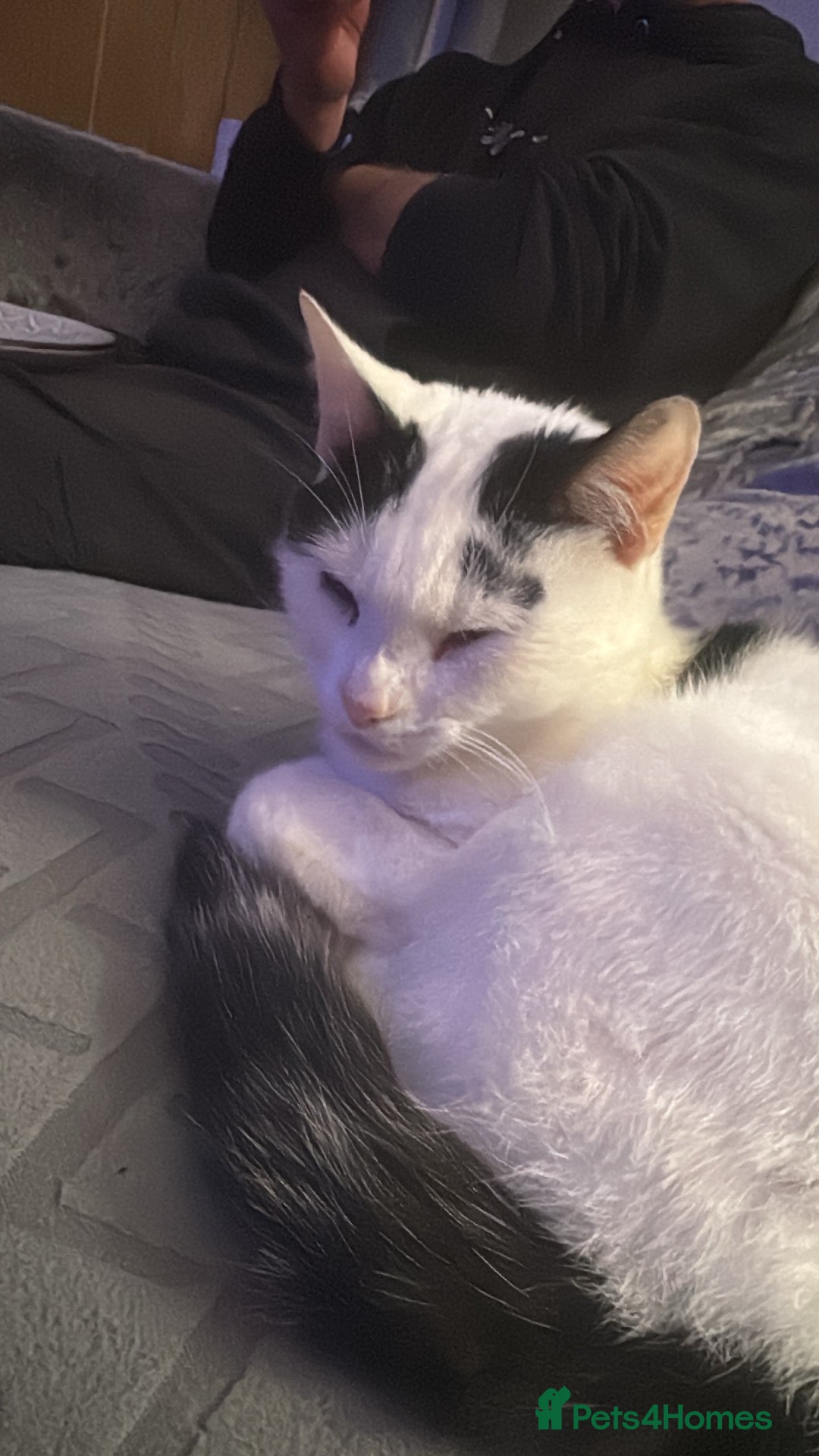 Mixed Breed cats for sale: Urgent New Home Needed - Image 2